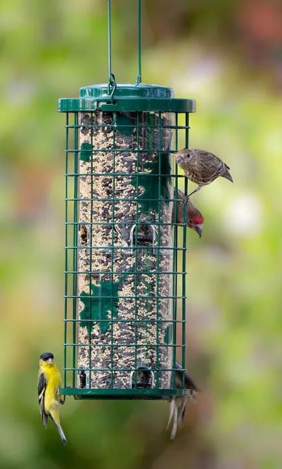 3-Pound Capacity Green Squirrel Stumper Bird Feeder