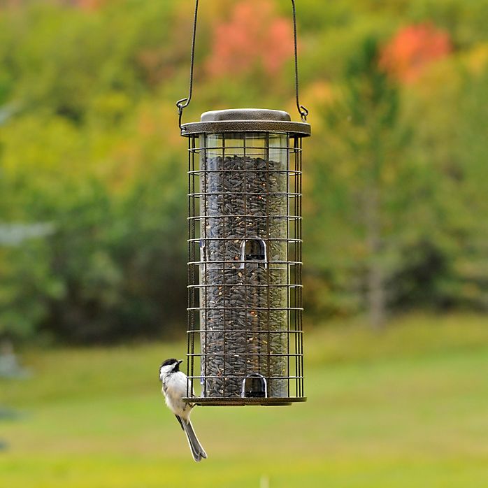 Squirrel Stumper Bird Feeder