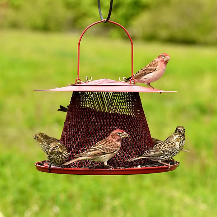 Red Cardinal Wild Bird Feeder