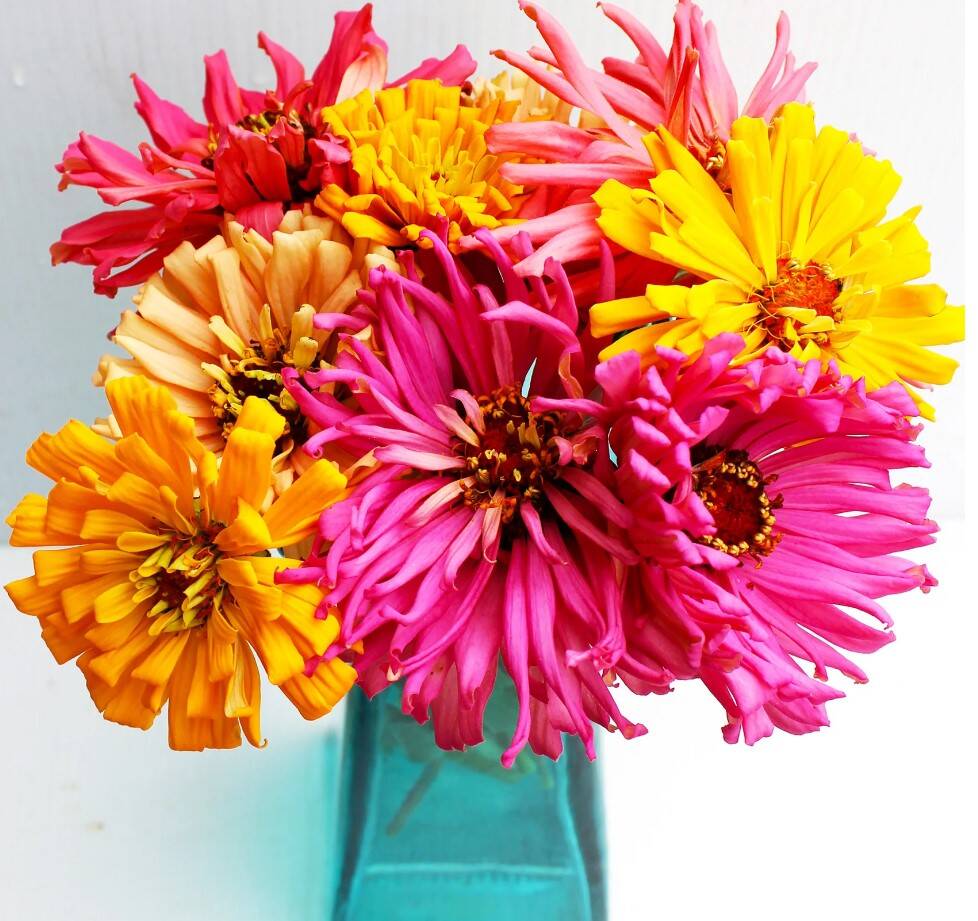 Zinnia Giant Cactus Flowered 2 Zinnia Giant Cactus Flowered