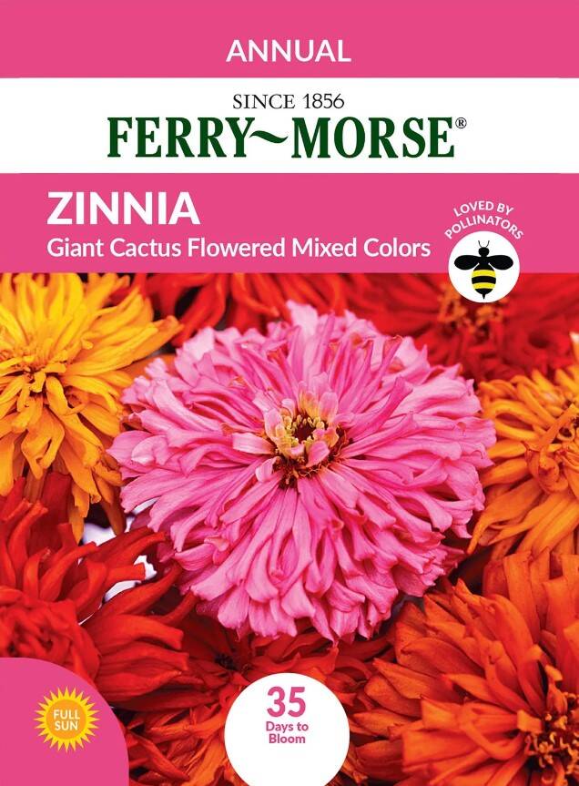 Zinnia Giant Cactus Flowered 3 Zinnia Giant Cactus Flowered