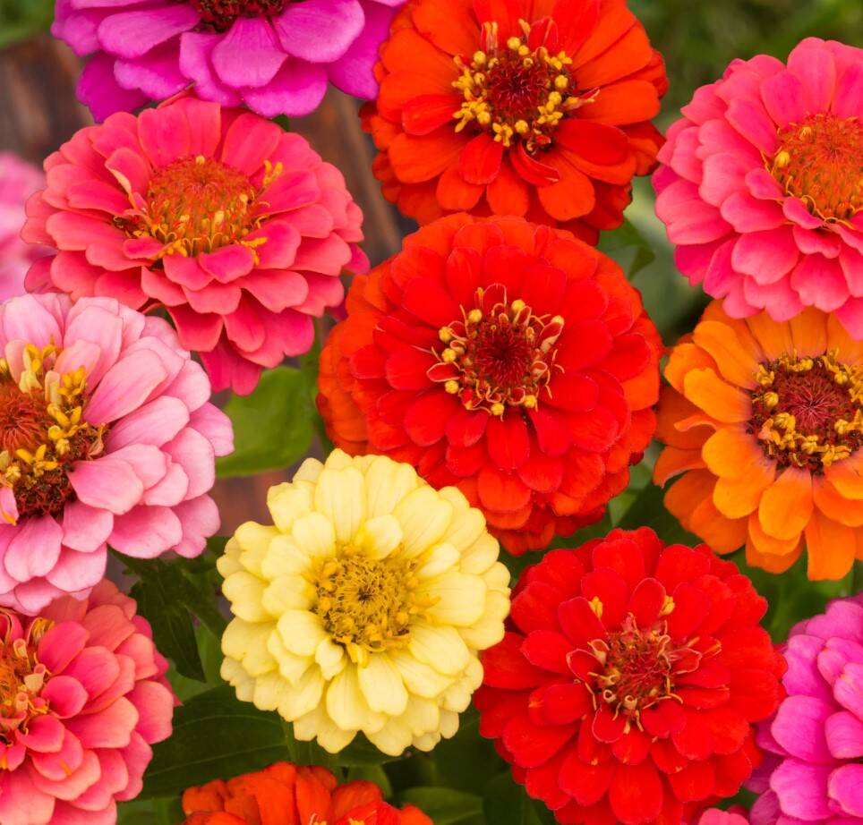 Zinnia Thumbelina Mixed Color 2 Zinnia Thumbelina Mixed Color