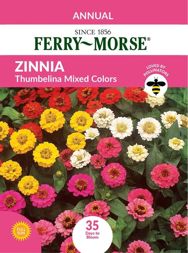 Zinnia Thumbelina Mixed Color 3 Zinnia Thumbelina Mixed Color