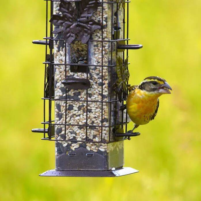 Squirrel-Be-Gone® Wild Bird Feeder 2 Squirrel-Be-Gone® Wild Bird Feeder