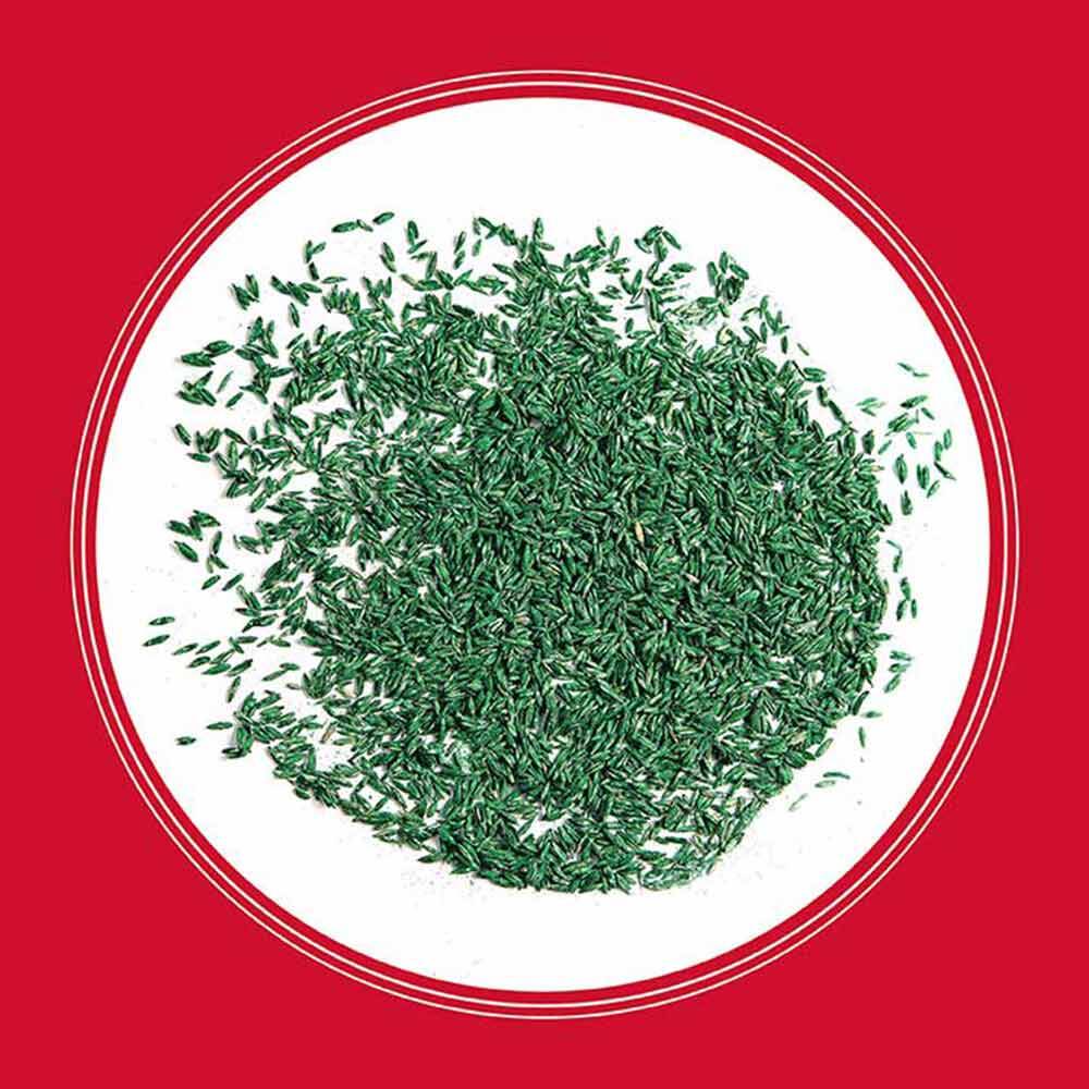 The Rebels® Premium Tall Fescue Grass Seed, 7-Pound 6 The Rebels® Premium Tall Fescue Grass Seed, 7-Pound